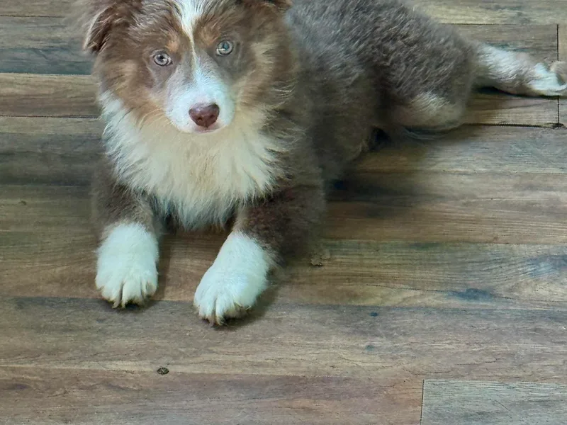 Faith River Aussies
