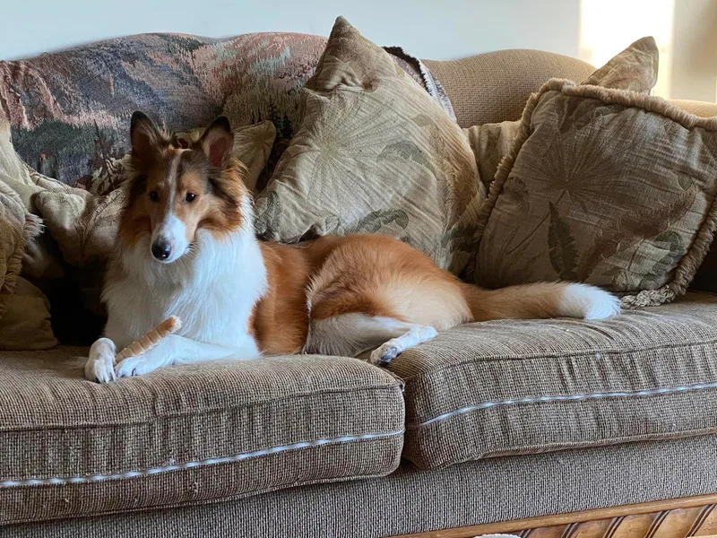 Faith Rough Collie’s