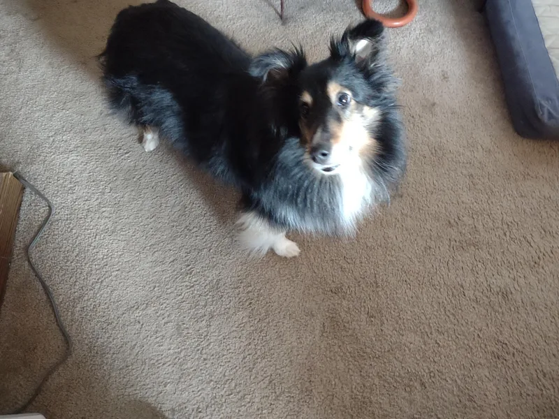 Faith Shelties