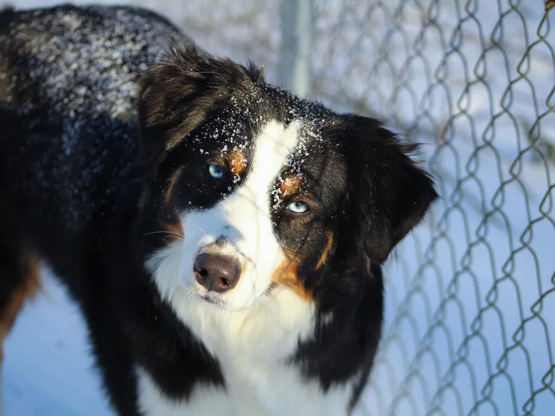 Faith Valley Australian Shepherds