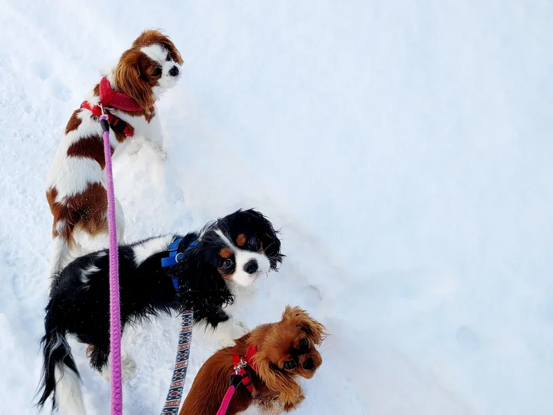 Faithful Friends Cavaliers