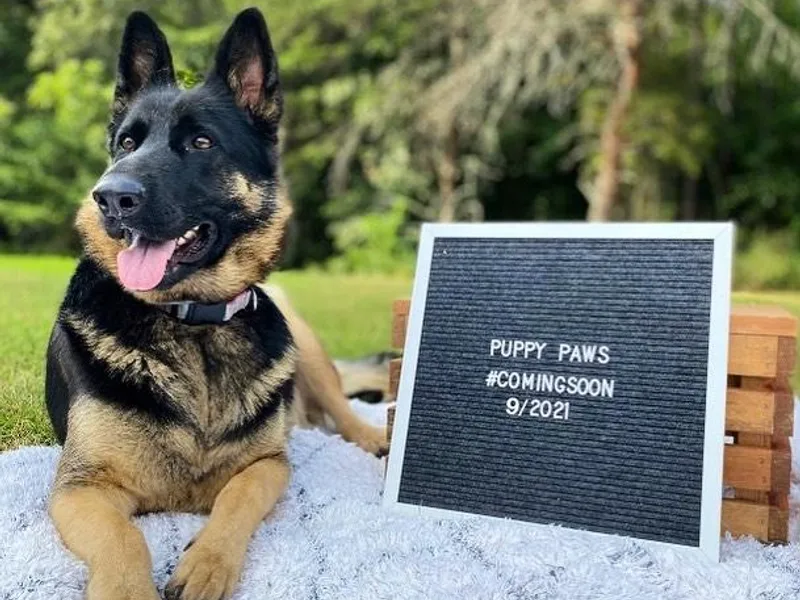 Faithful Heart German Shepherds