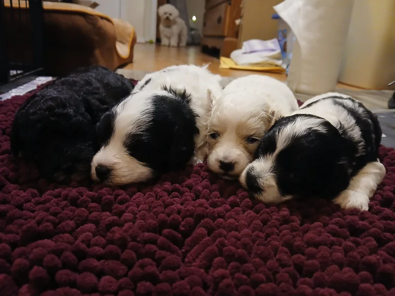 Faithful Hearts Kennel