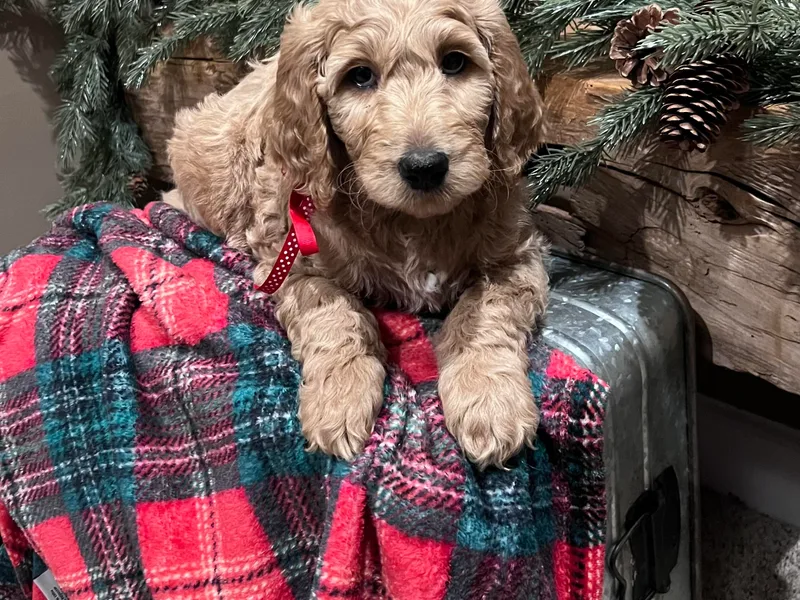 Faithfully Yours Doodles