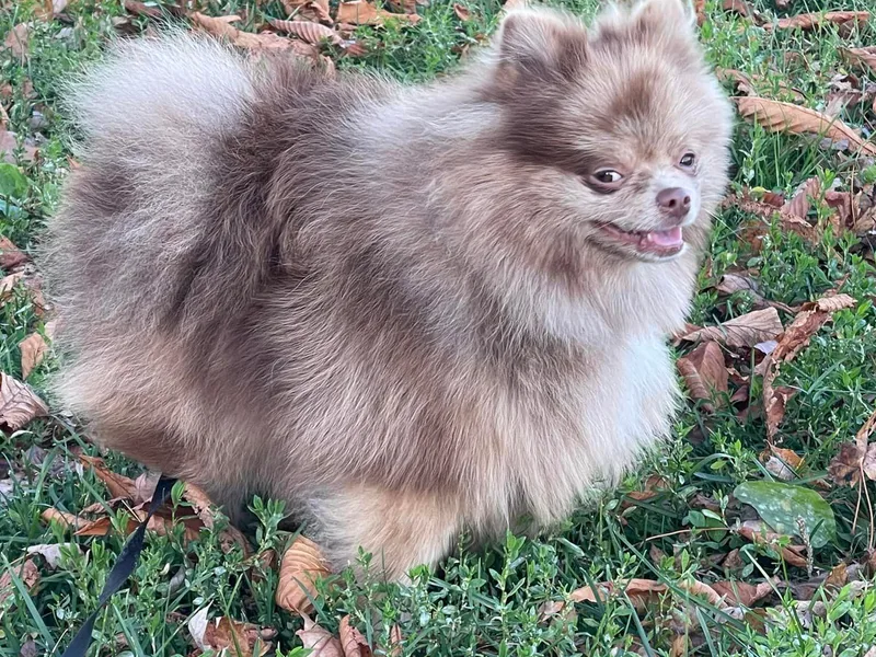 FAITHOPELOVE POMS KENNELS