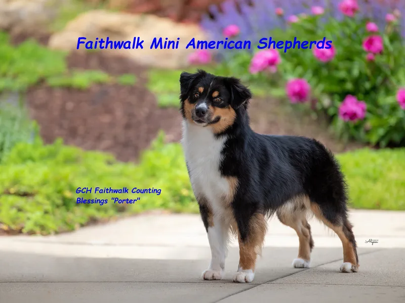 Faithwalk Aussies and Mini Americans