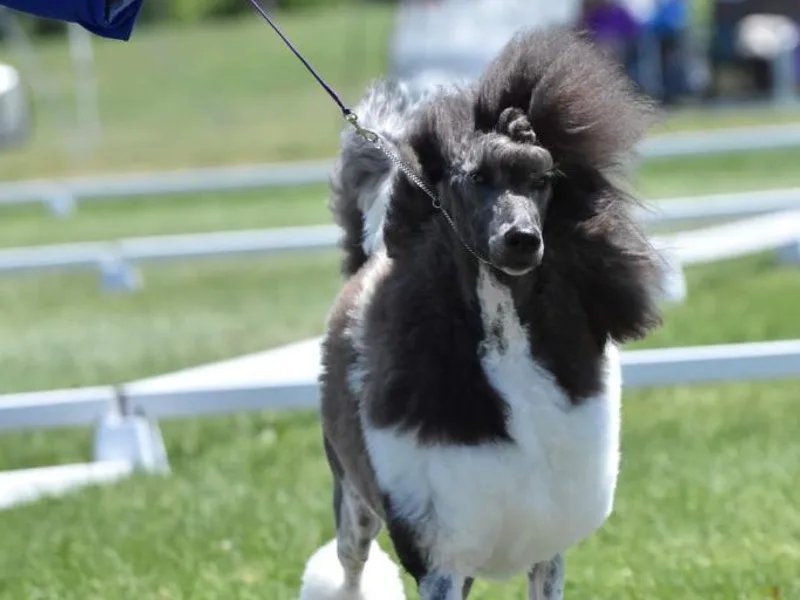 Faksa Standard Poodles