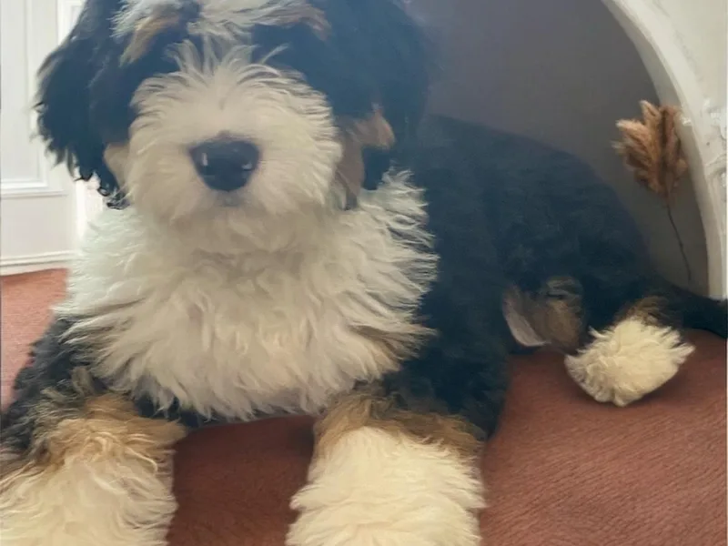 Falcon Ridge Doodles