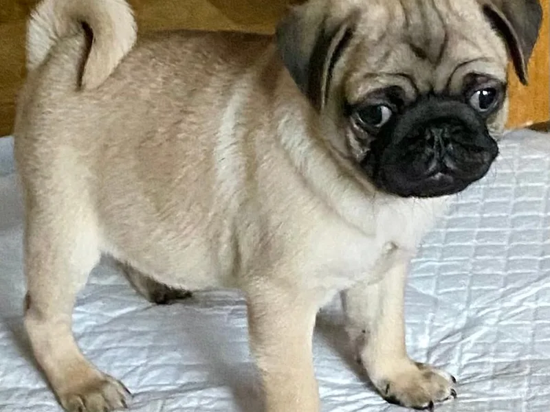 Falecea pugs photo 1