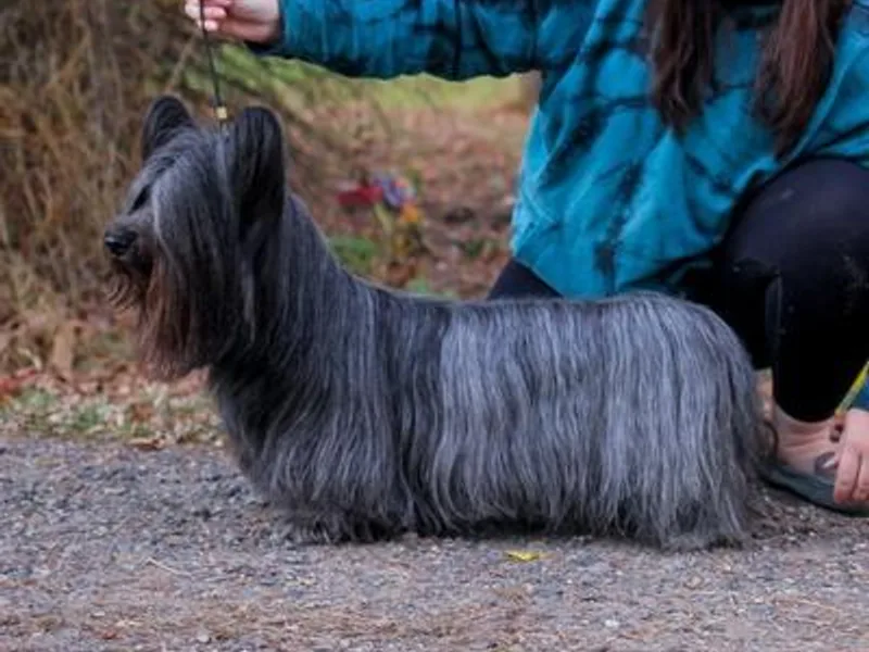 Falkor Skye Terriers