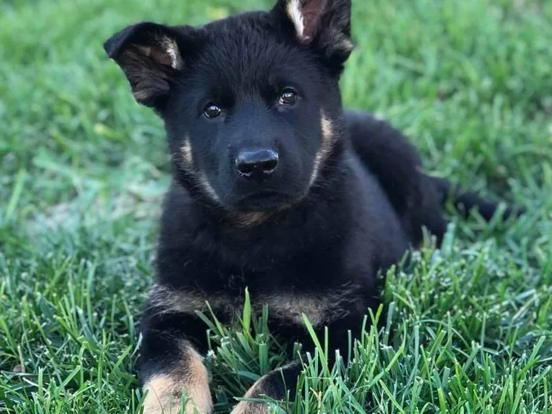 Fallamhain German Shepherds