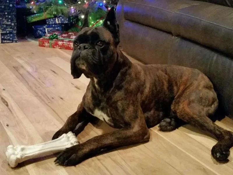 Fallen Timbers Bulldogs