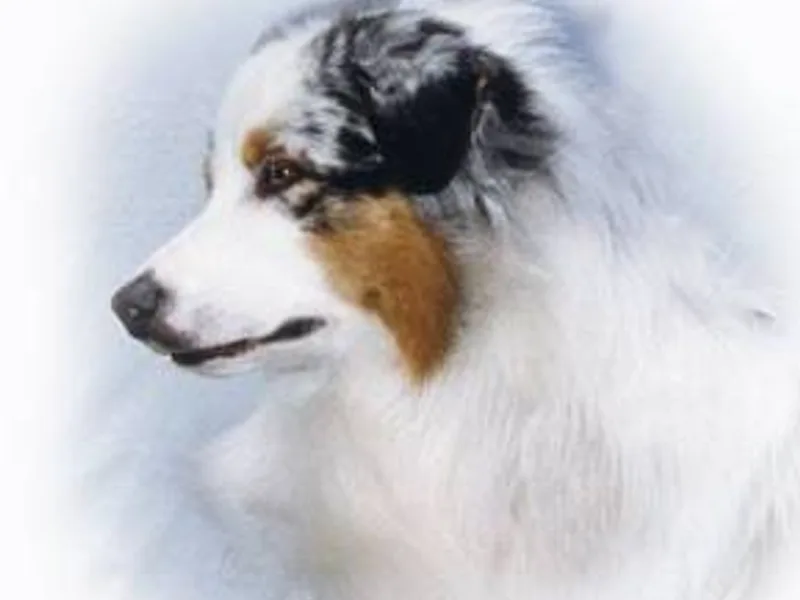 Fallfire Australian Shepherds