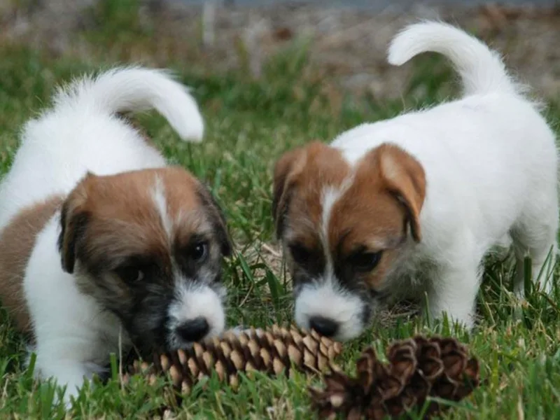 Falling Branch Terriers