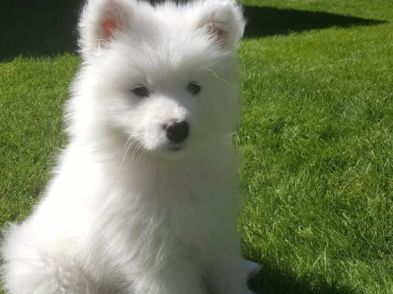 Falling Cedar Farm Samoyeds and Eurasier’s