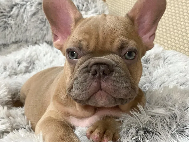 falling4frenchies photo 1