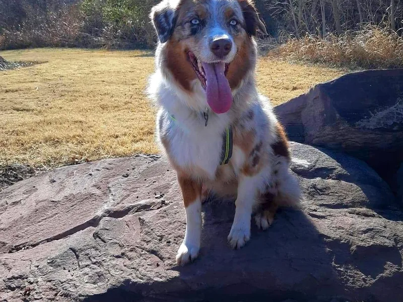 Falls Australian Shepherds