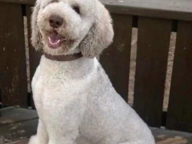 Fame S Standard Poodles
