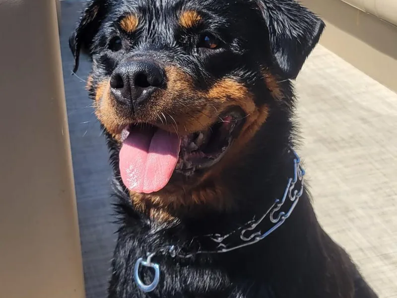 Familienwachter Rottweilers