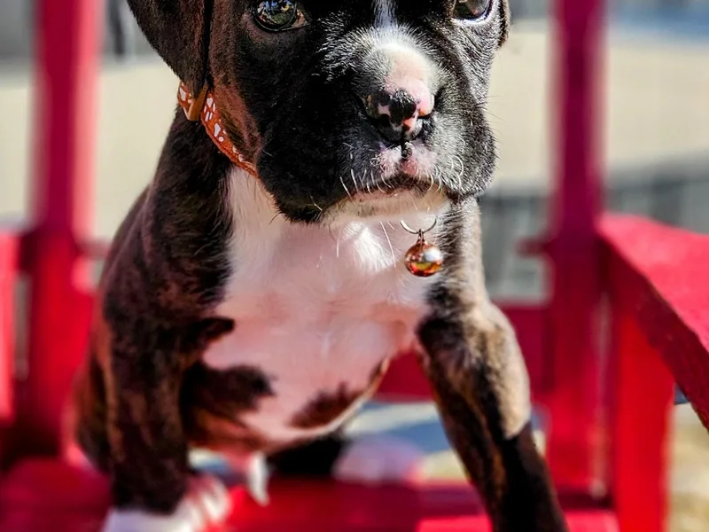 Family Boxers