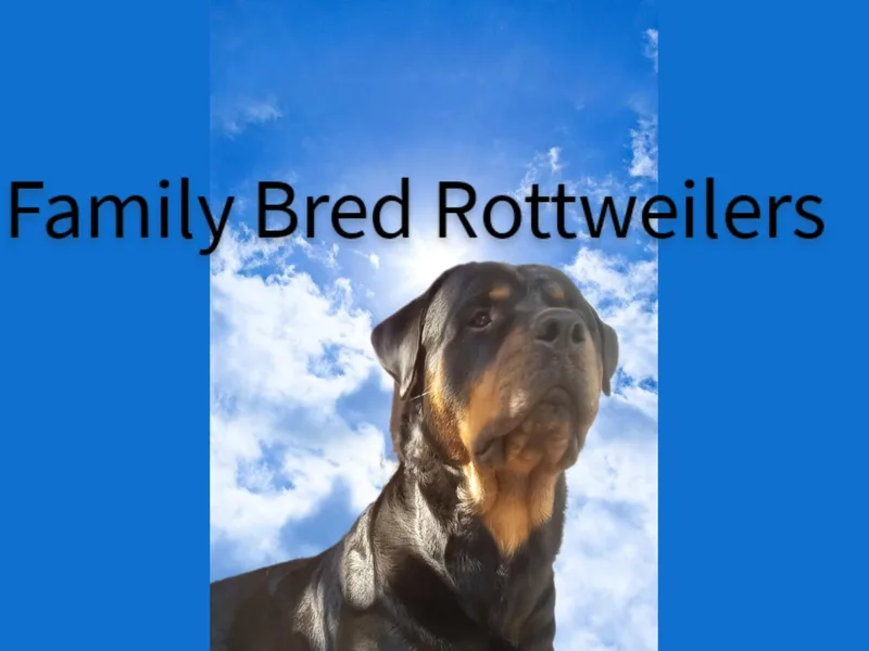 Family Bred Rottweilers