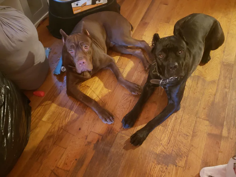 Family Corso Kennels