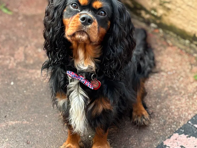Family first cavaliers