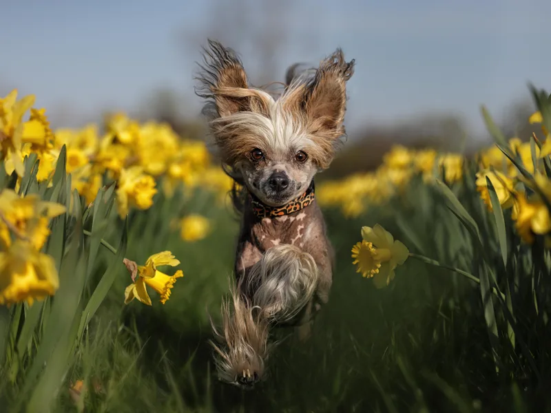 Family Kennel Dao Dog