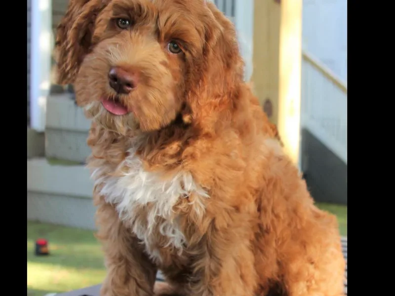 Family Labradoodles and Family Goldendoodles