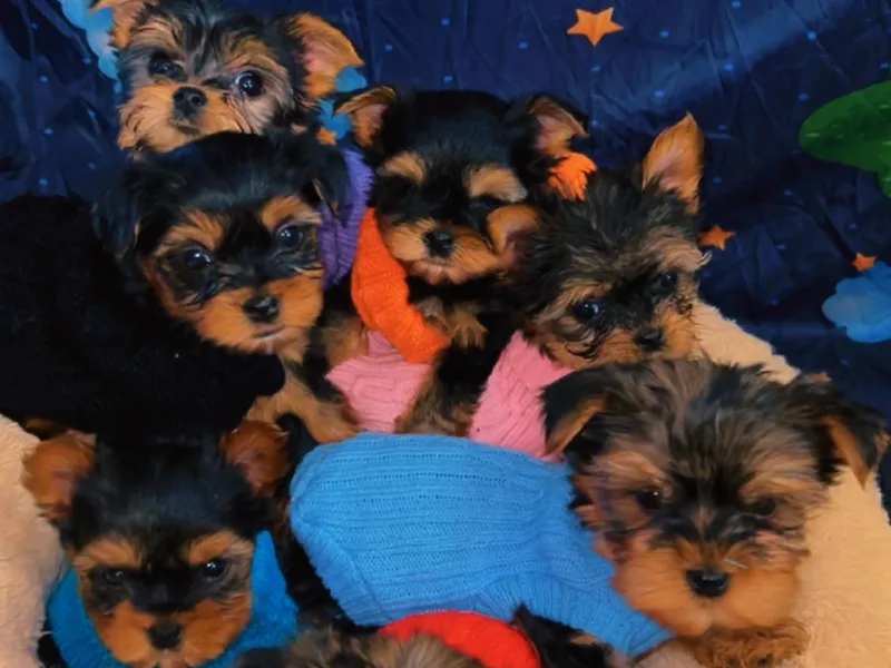 Family Legacy Yorkies