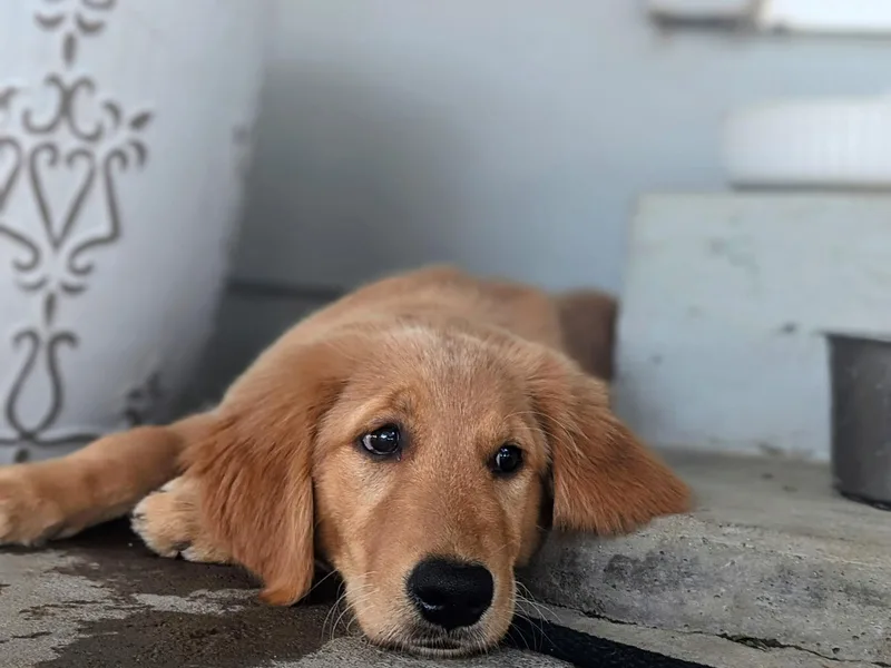 Family Loved Golden Retrievers