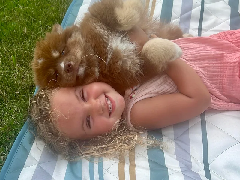 Family Pomsky