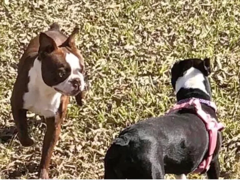 Family Raised Boston Terriers