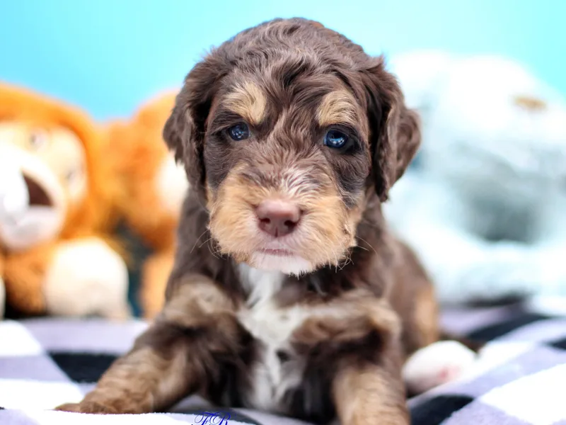 Family Raised Doodles