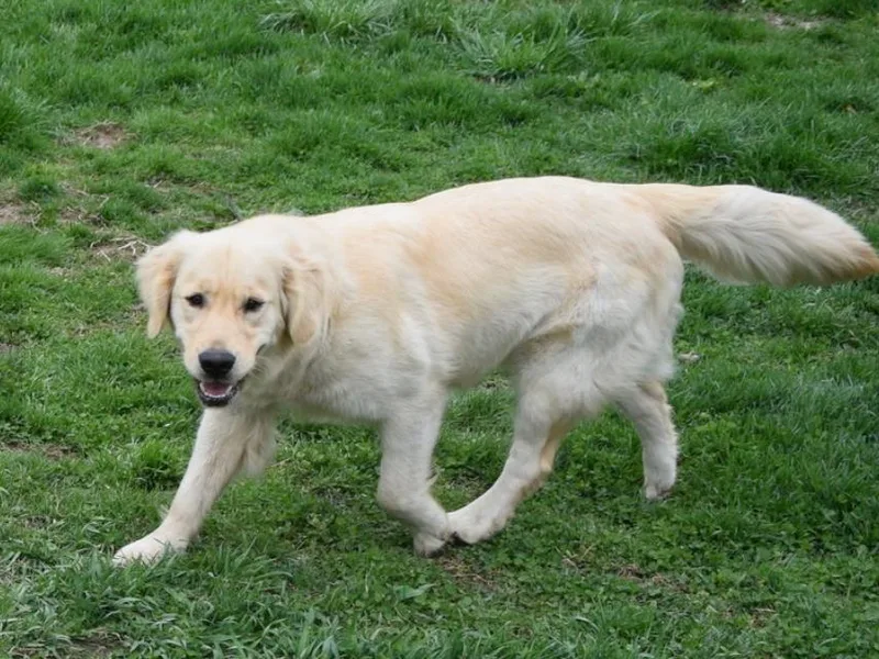 Family Raised Goldens