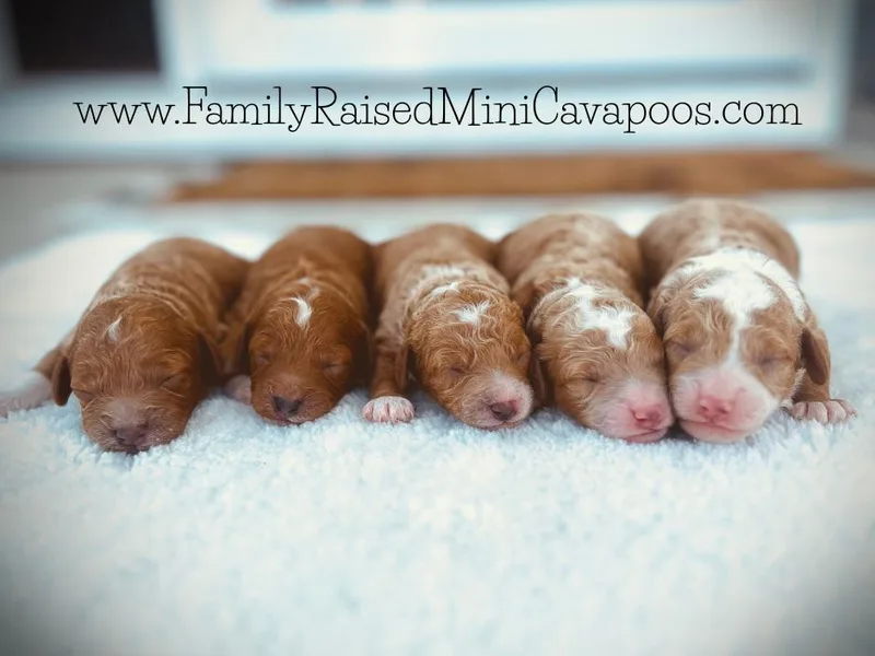Family Raised Mini Cavapoos