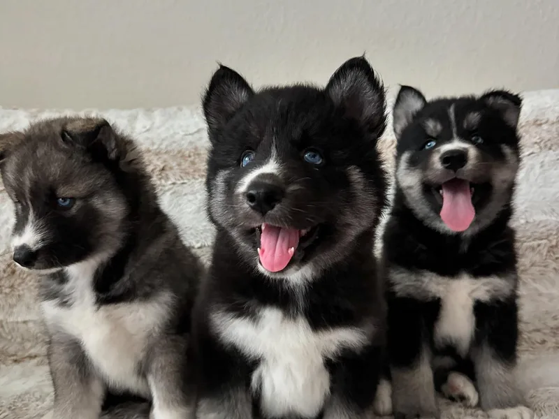 FamilyFur
