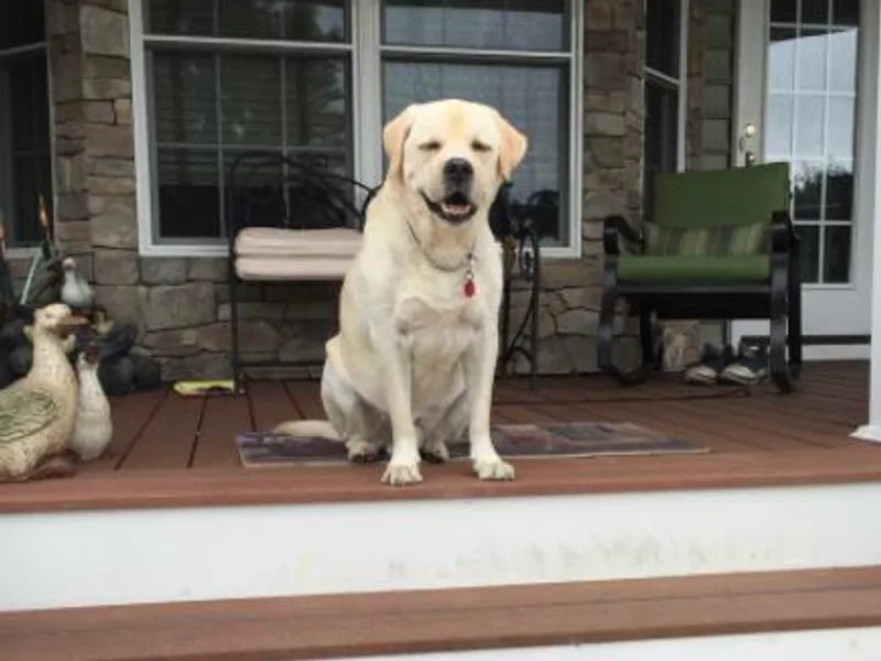 Familyraised Labradors