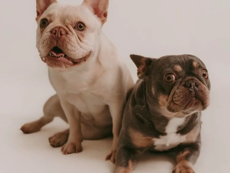 FamLee Frenchies