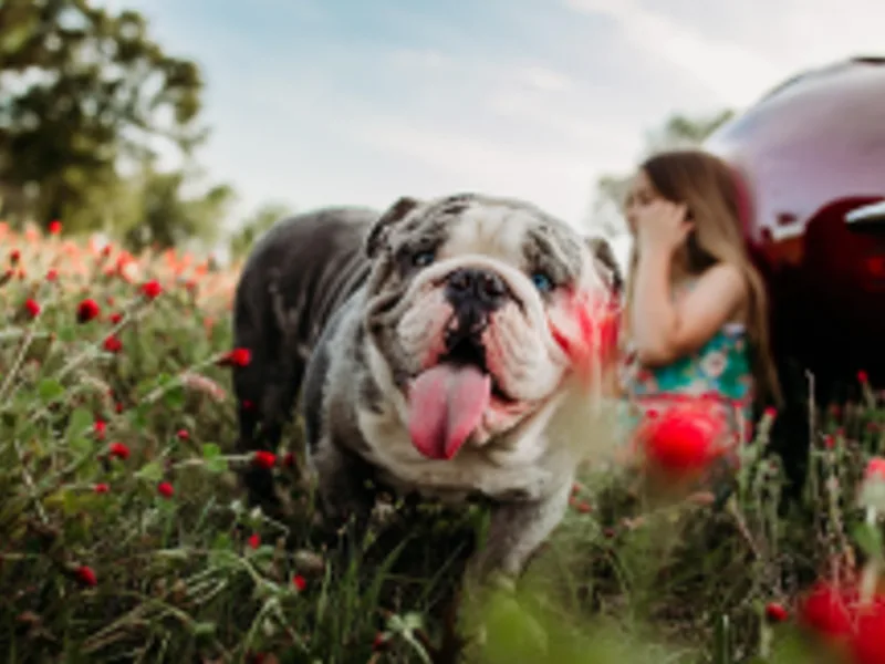 Fancher's English Bulldogs