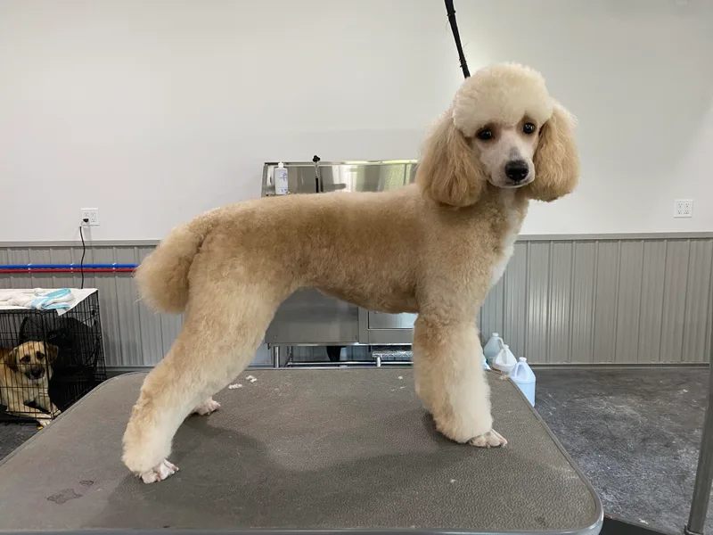 Fanciers' Poodles