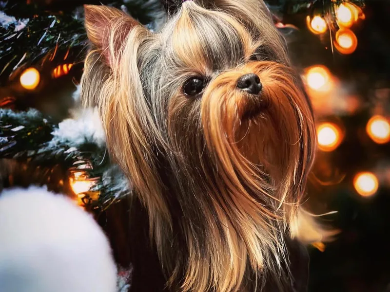 Fanciful Thrills Kennel