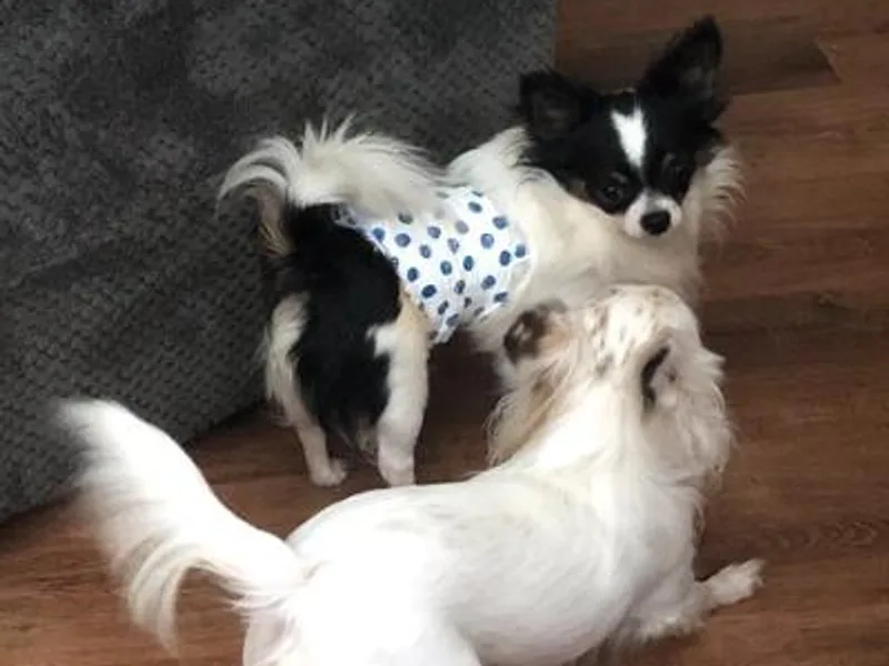 Fancy Chihuahuas