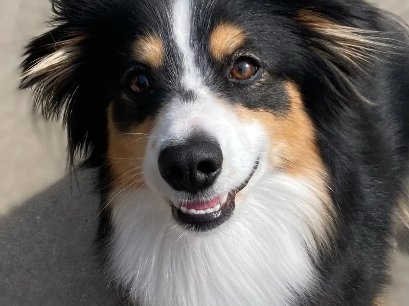 Fancy Creek Mini Aussies