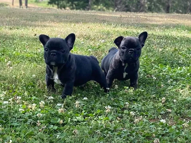 Fancy Face Frenchies