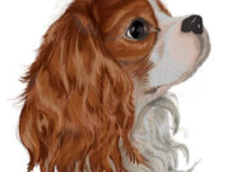 Fancy Fans Cavaliers