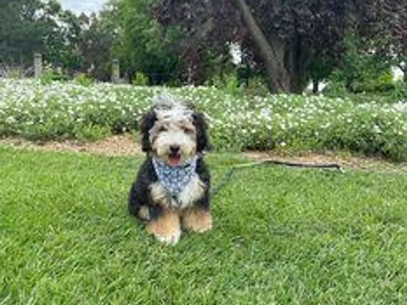 Fancy Farm Manor Doodles