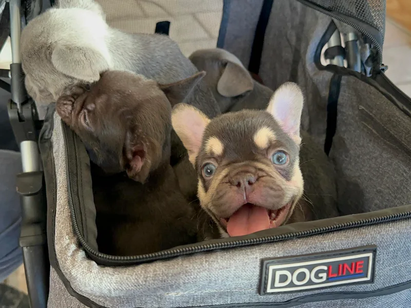 Fancy Frenchies