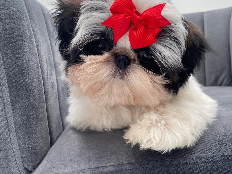 Fancy Garden Shih Tzu