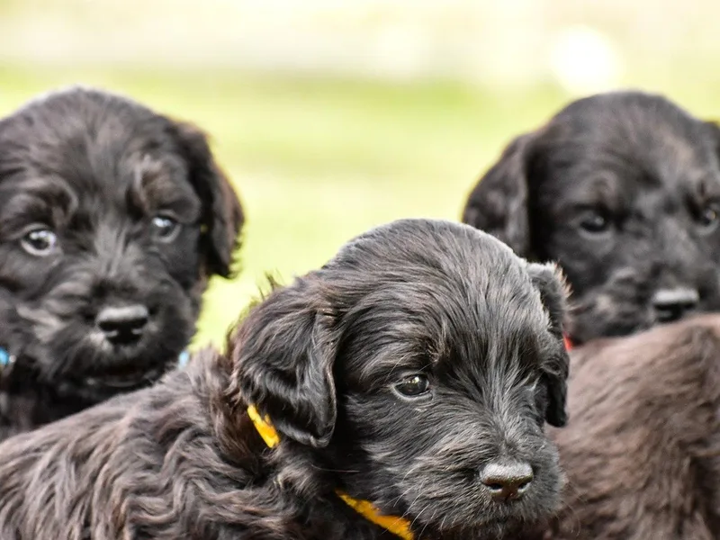 Fancy Goldendoodles and Poodles